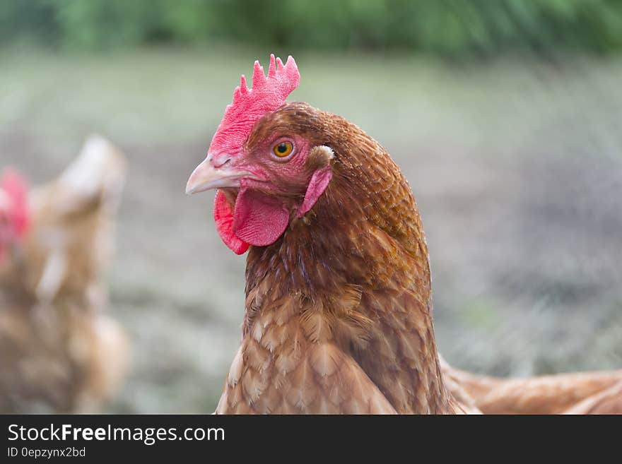 Close Up Photo of Brown Hen