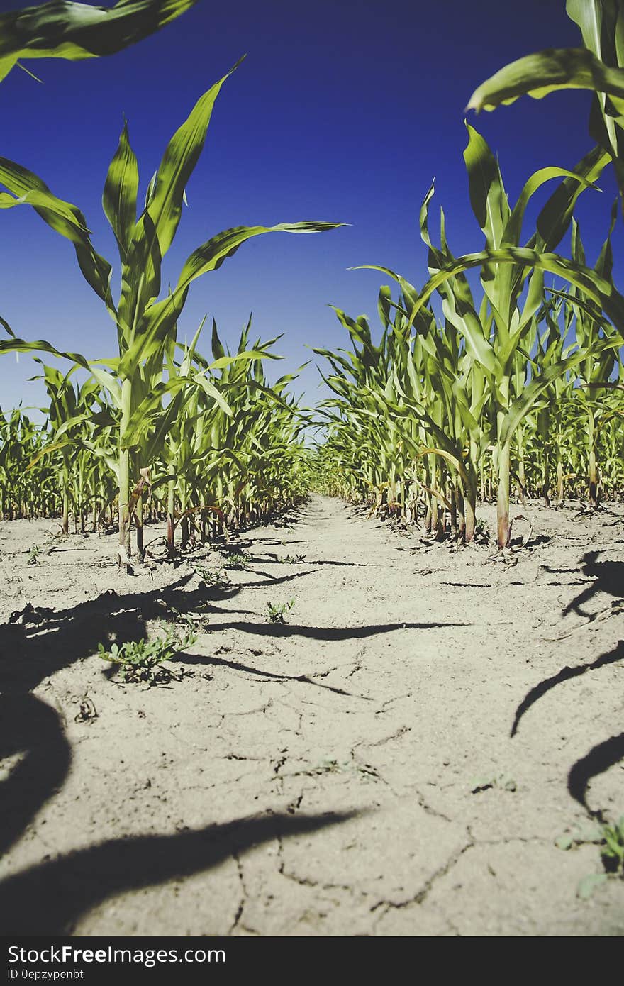 Corn Plantation Under Blue Sky during Daytime