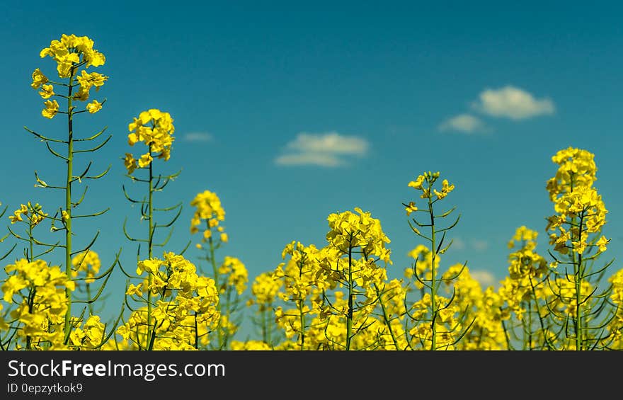 Yellow Flowers Under Partly Cloudy Skies during Daytime