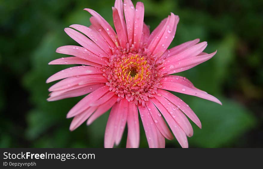 Pink Flower