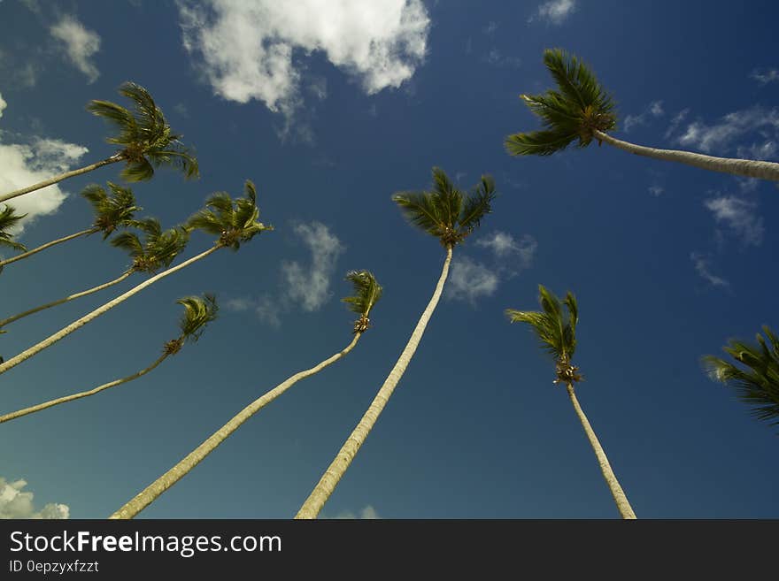 Coconut Trees Under Gray and Blue Cloudy Sky during Daytime