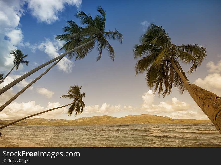 Coconut Trees in Sea Shore during Daytime