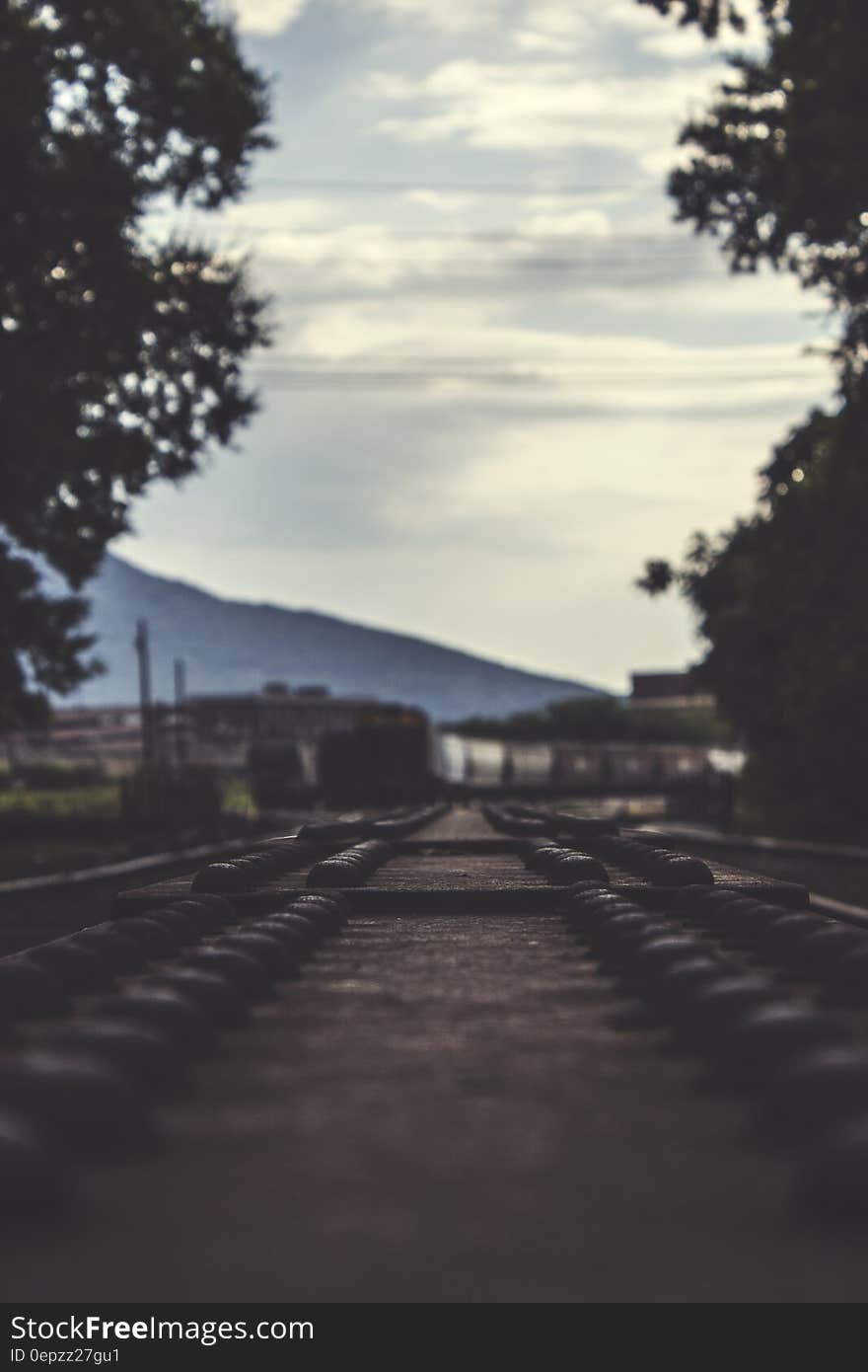 Train Railways Beside Large Trees