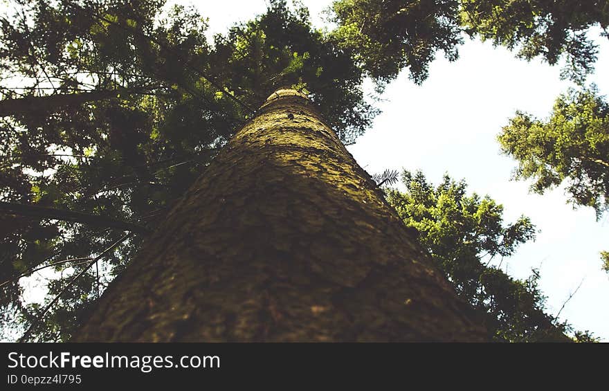 Low Angle Photo of Green Leaf Tree Under White Clouds during Daytime