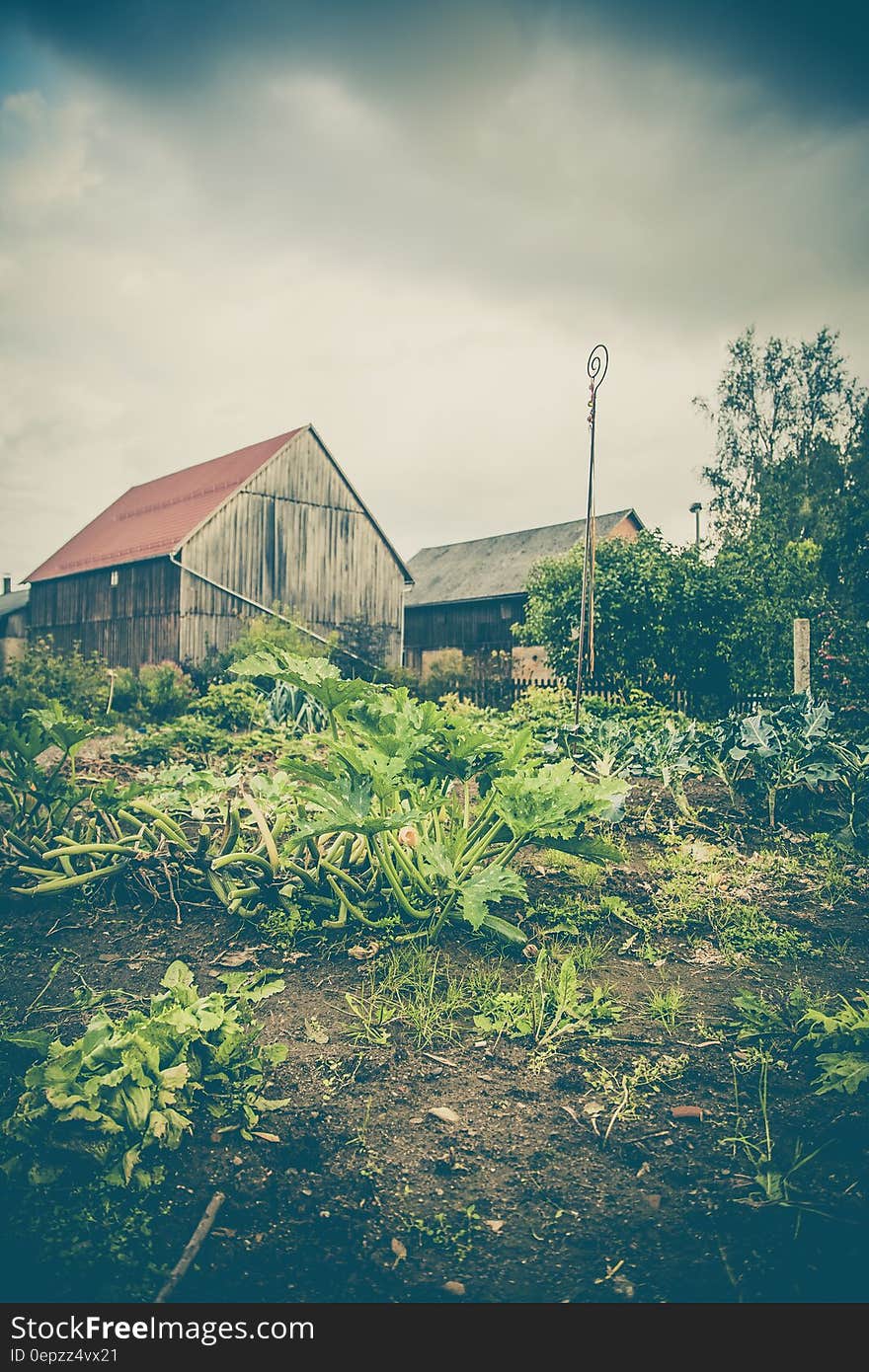 Green Plants Near White and Red Wooden House Under Dramatic Clouds during Daytime