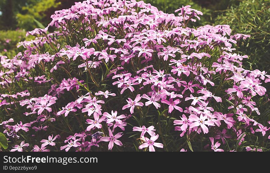 Purple 5 Petal Flower Image during Daytime