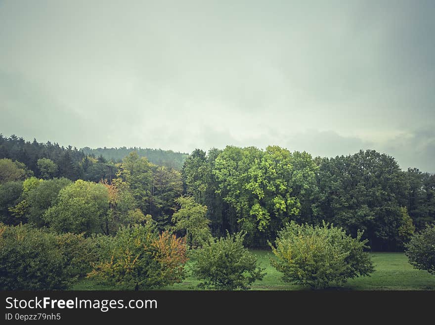 Green Leaf Trees Under Cloudy Sky