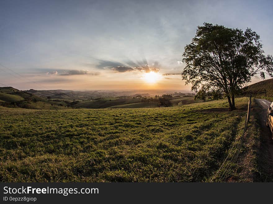 Green Grass and Tree during Sunrise