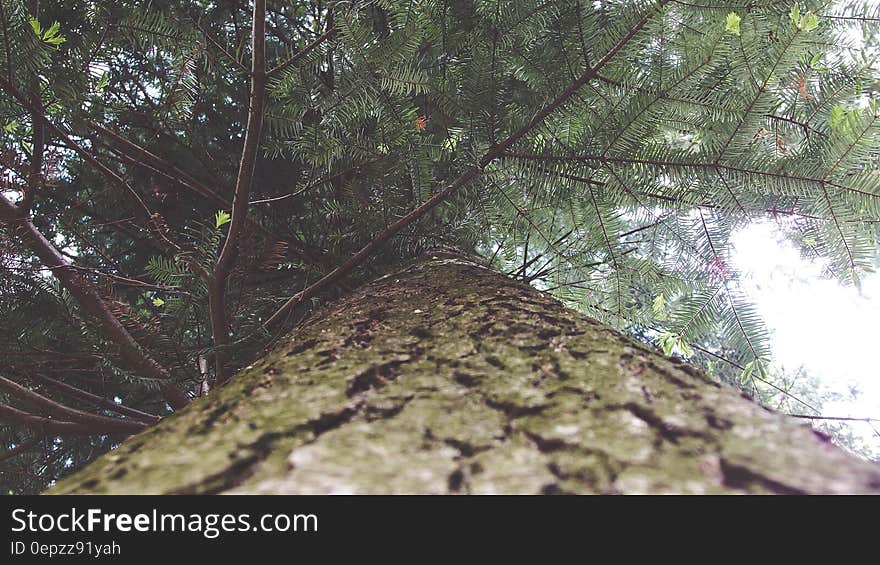 Green and Brown Tree Under White Sky during Daytime