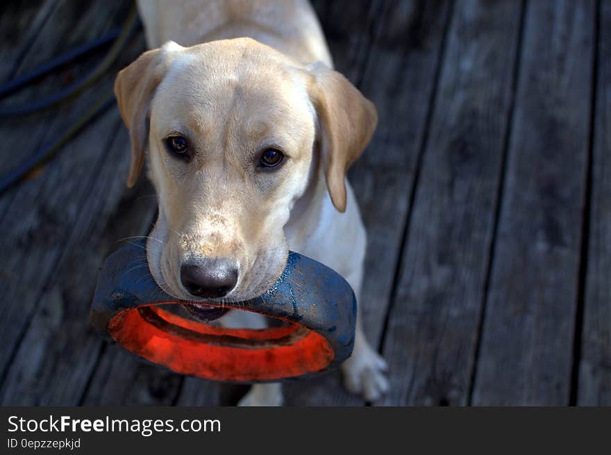 Fawn Labrador Retriever With Black Ring in Mouth