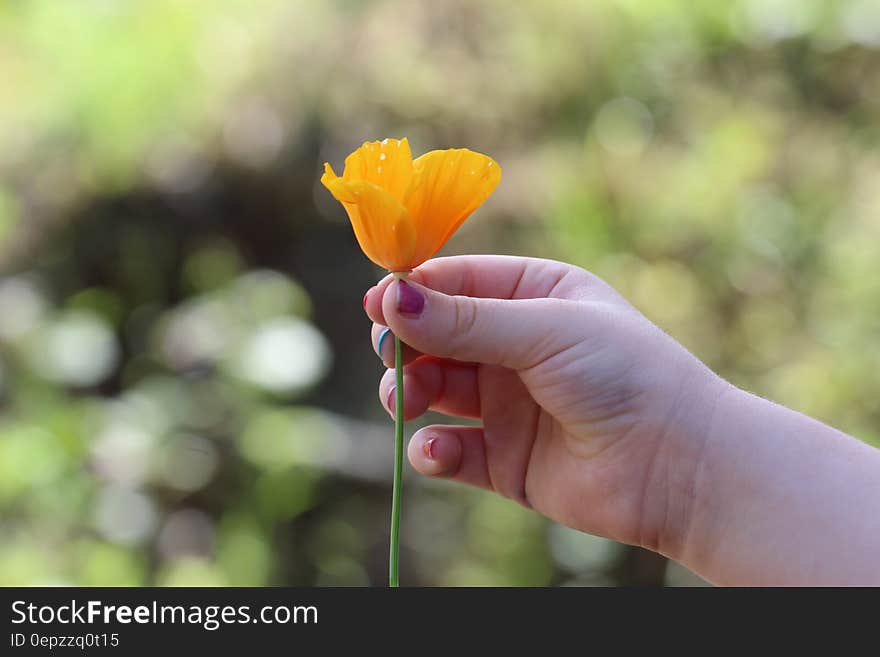 Right Human Hand Holding a Yellow Petaled Flower