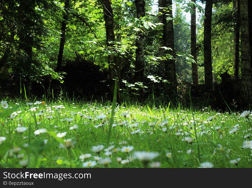 White and Yellow Flower on a Forest