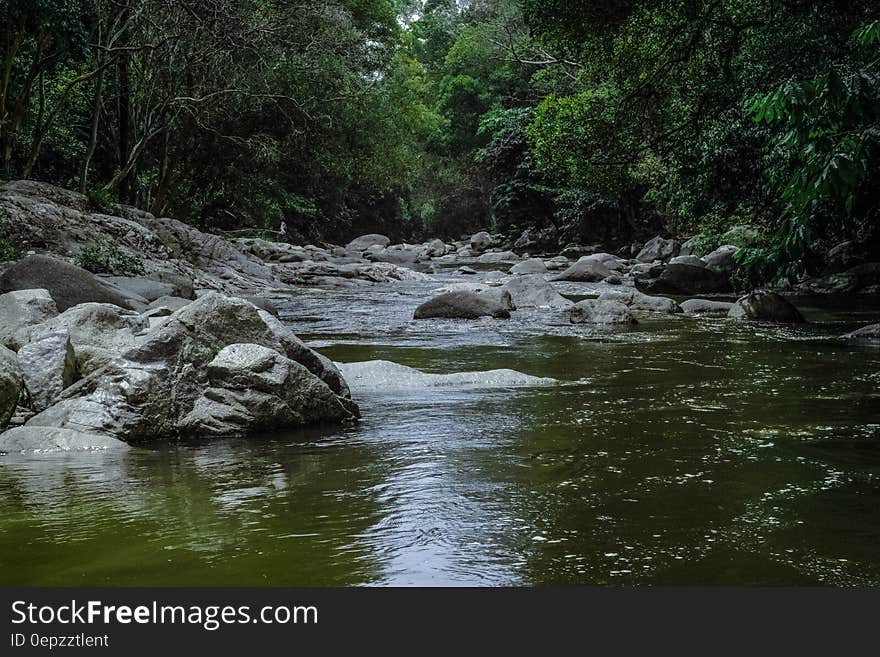 Running Stream Surrounded With Green Trees