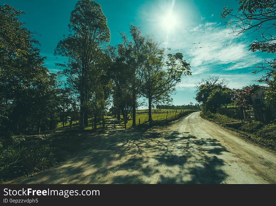 Shadows of Tree on Road