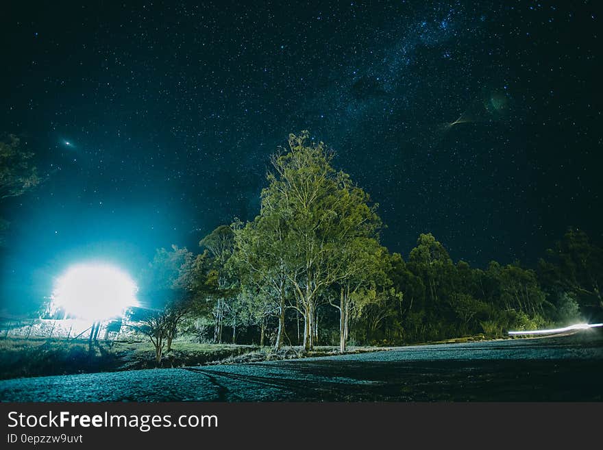 Night Photography of Tree