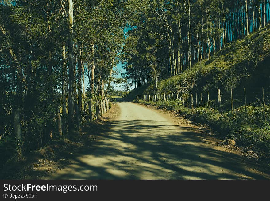 Gray Road in the Middle of the Forest during Day Time