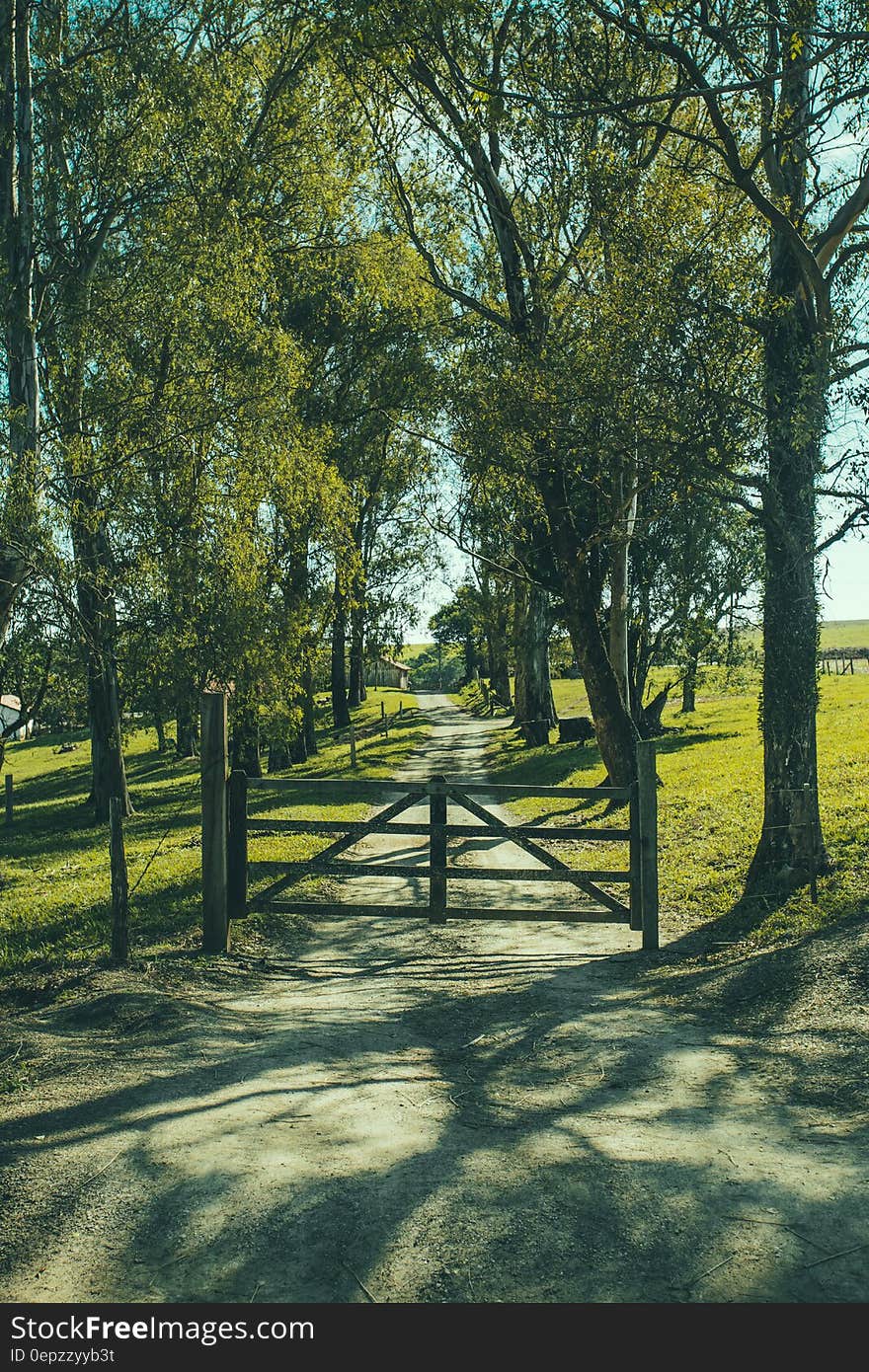 Road With Fence in Between of Green Trees