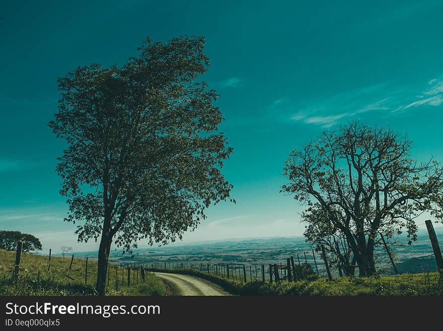 Green Leaf Tree on Side of the Road during Daytime