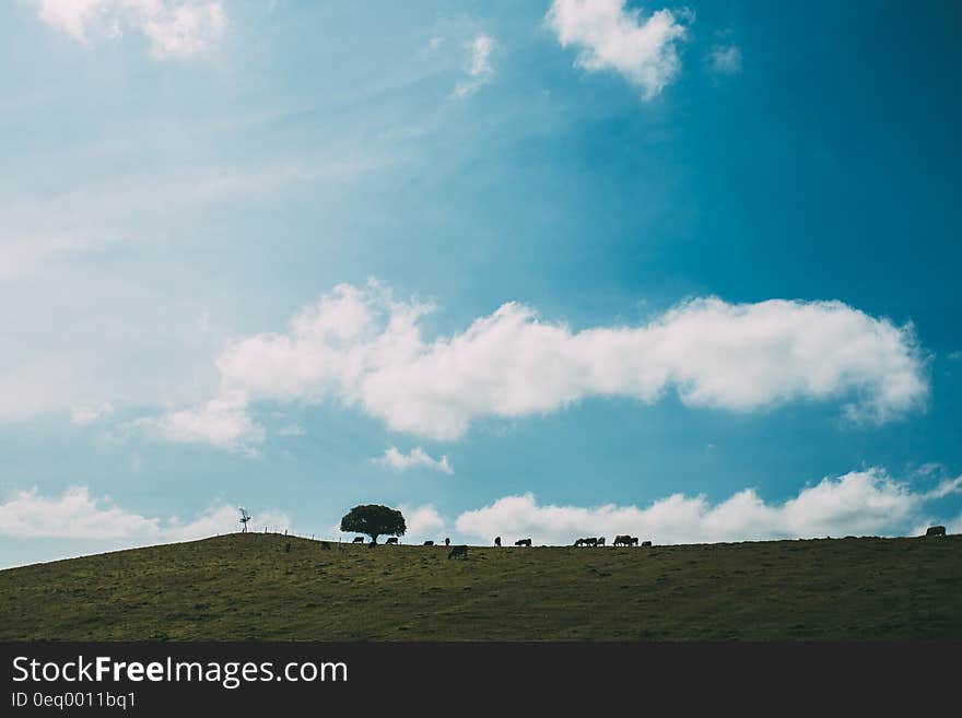 Silhouette of animals grazing on green hillside with tree against blue skies on sunny day. Silhouette of animals grazing on green hillside with tree against blue skies on sunny day.