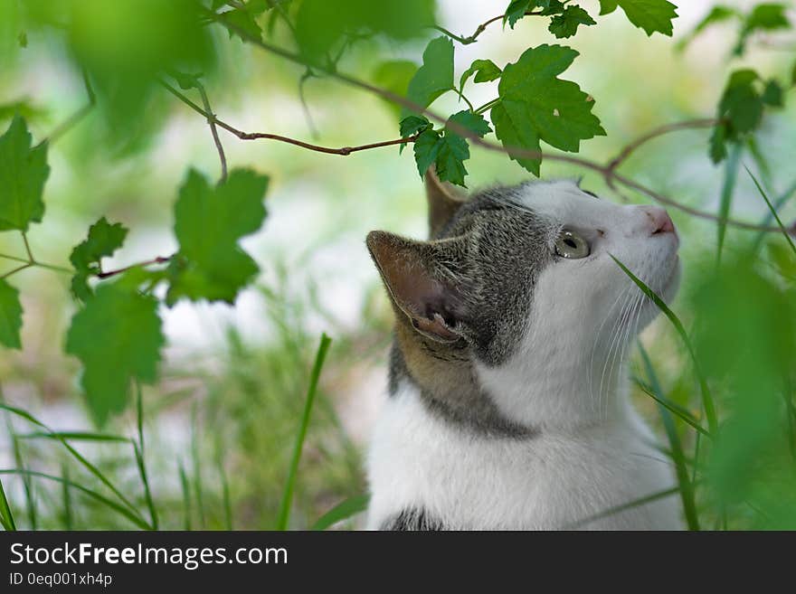 Portrait of grey and white domestic short haired can in green sunny garden. Portrait of grey and white domestic short haired can in green sunny garden.