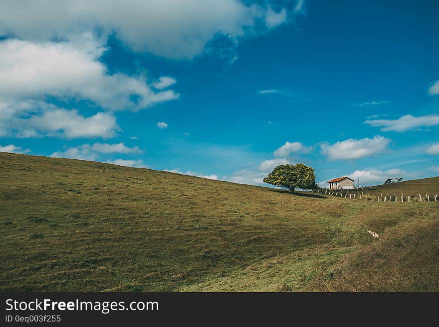 Landscape Photo of 1 Tree and House