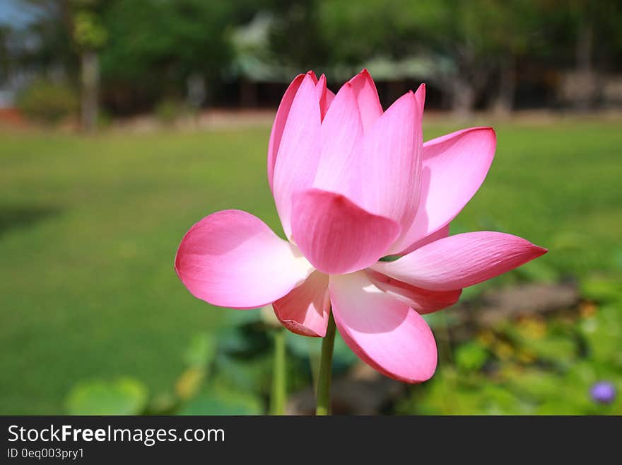 Pink Petaled Flower in Hd Photo