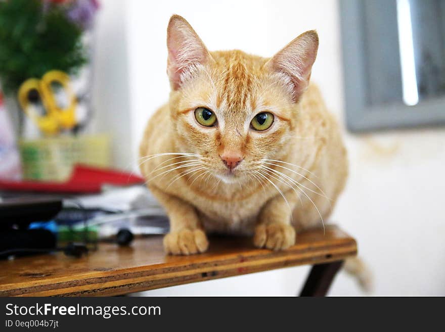 Yellow Cat on Table