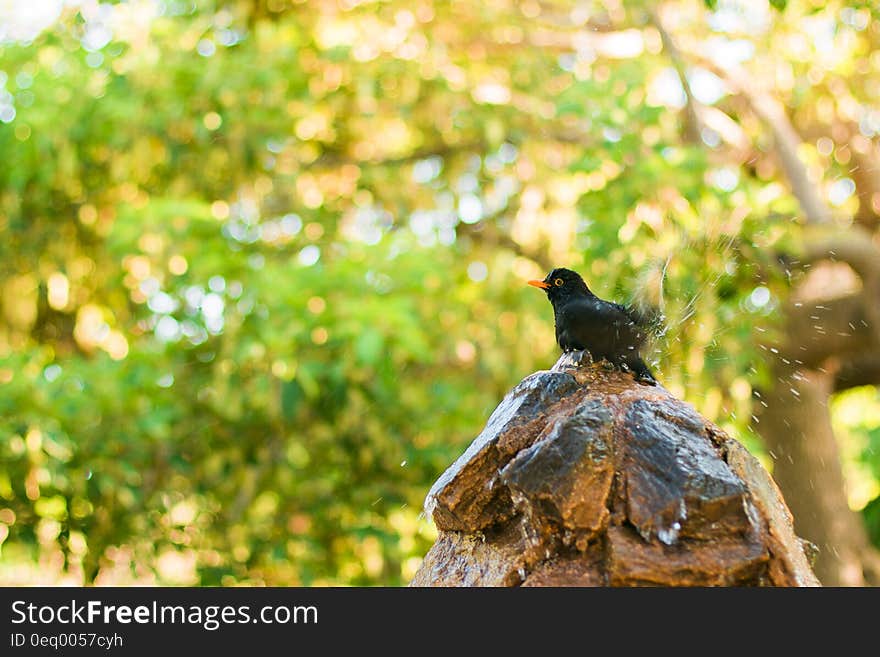 Black and Orange Bird on Brown and Black Tree Log