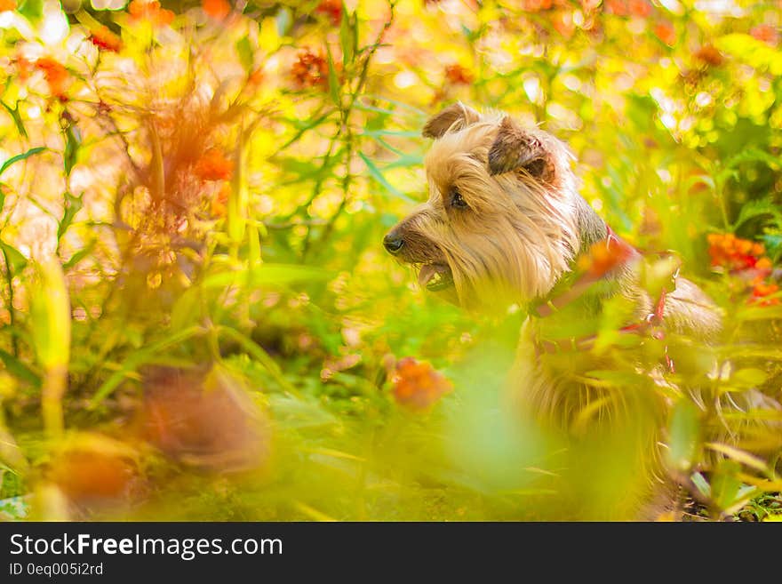 Brown Long Coat Dog Near Green Plants