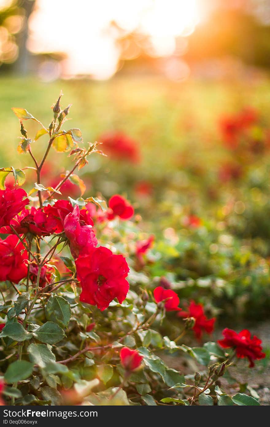 Red Petaled Flower during Daytime