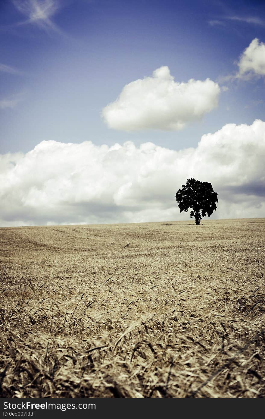 Tree in Brown Wheat Field