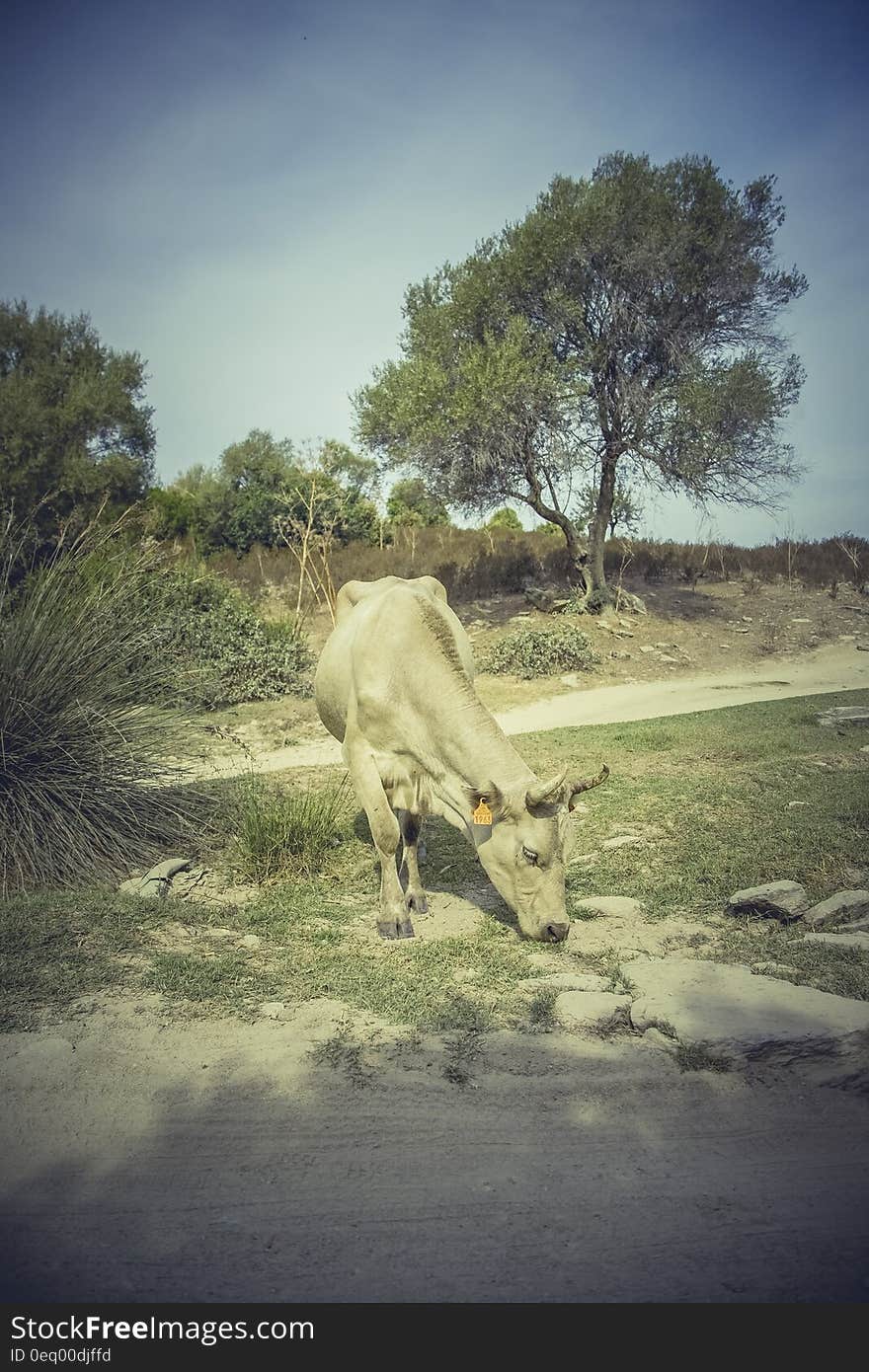 Beige Cow Near Green Grass