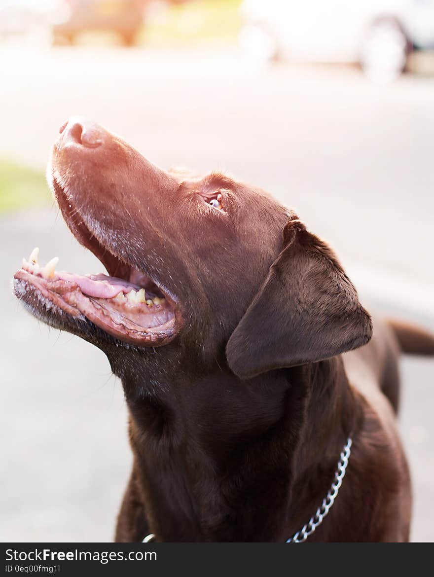 Chocolate Labrador Retriever With Stainless Steel Chain Collar