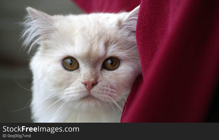 White Fur Cat Near Red Textile