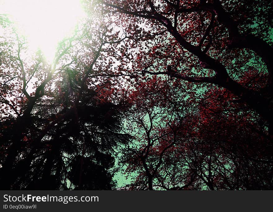 Low Angle of Red Leaf Trees during Daytime