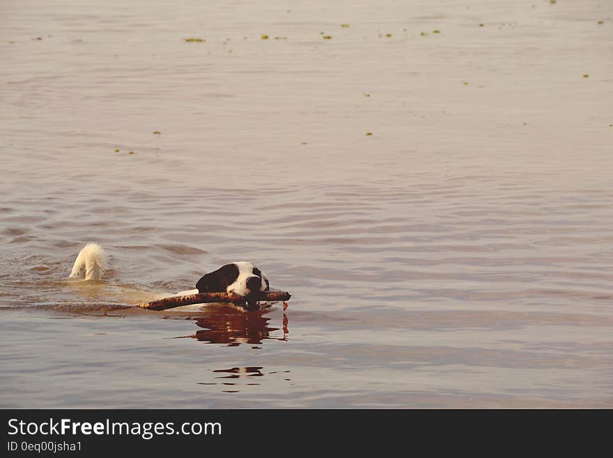 Black and White Short Coated Dog With Twig in It&#x27;s Mouth Floating on Water