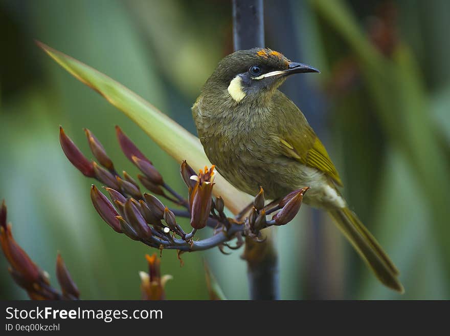 Green and White Small Bird Perching on Red Petaled Flower