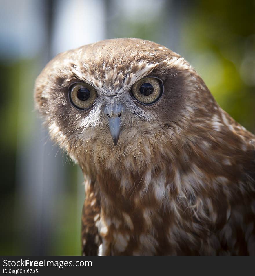 Brown White Owl