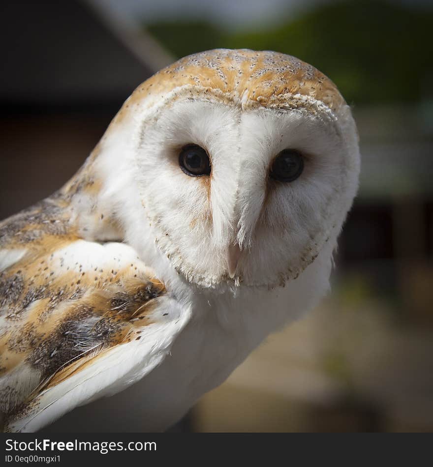 White and Brown Owl Animal