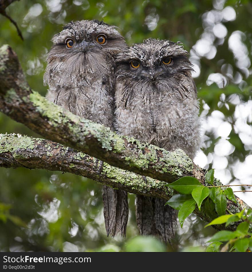 2 Owls on Tree Branch during Daytime