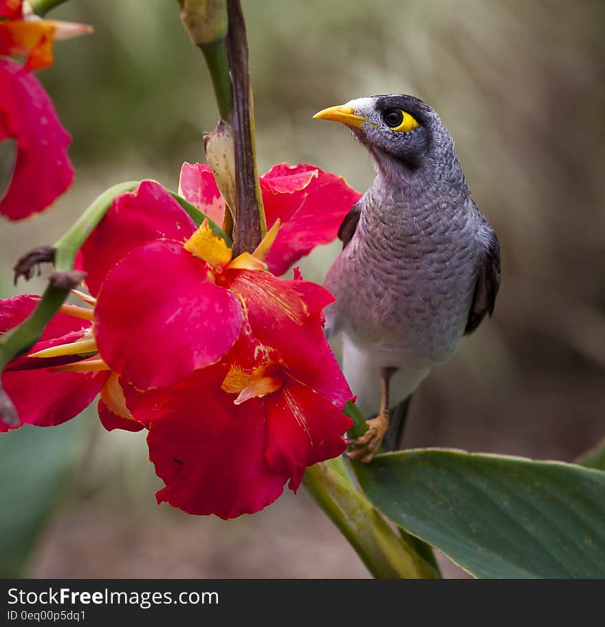 Black Grey White Yellow Bird Near on Pink Petal Flower