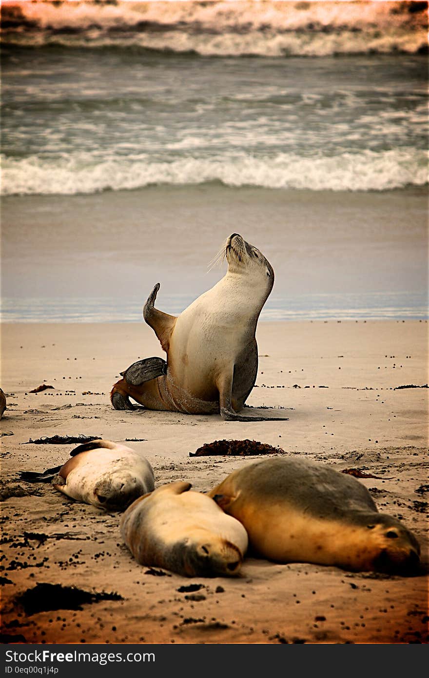 Sea Lion on Near Seashore during Daytime