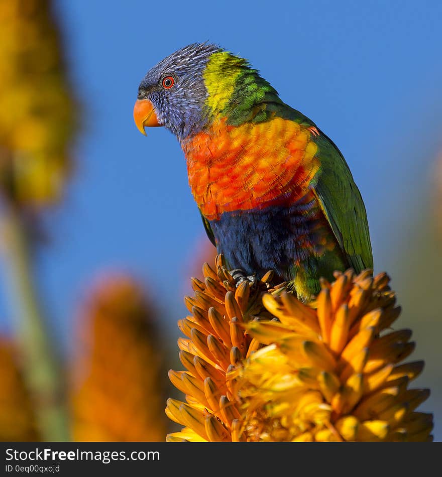 Blue Orange and Green Bird on Yellow Flower