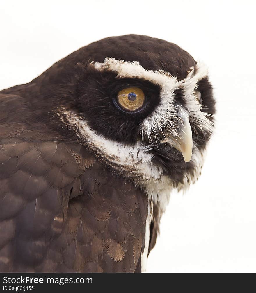 Brown and White Owl