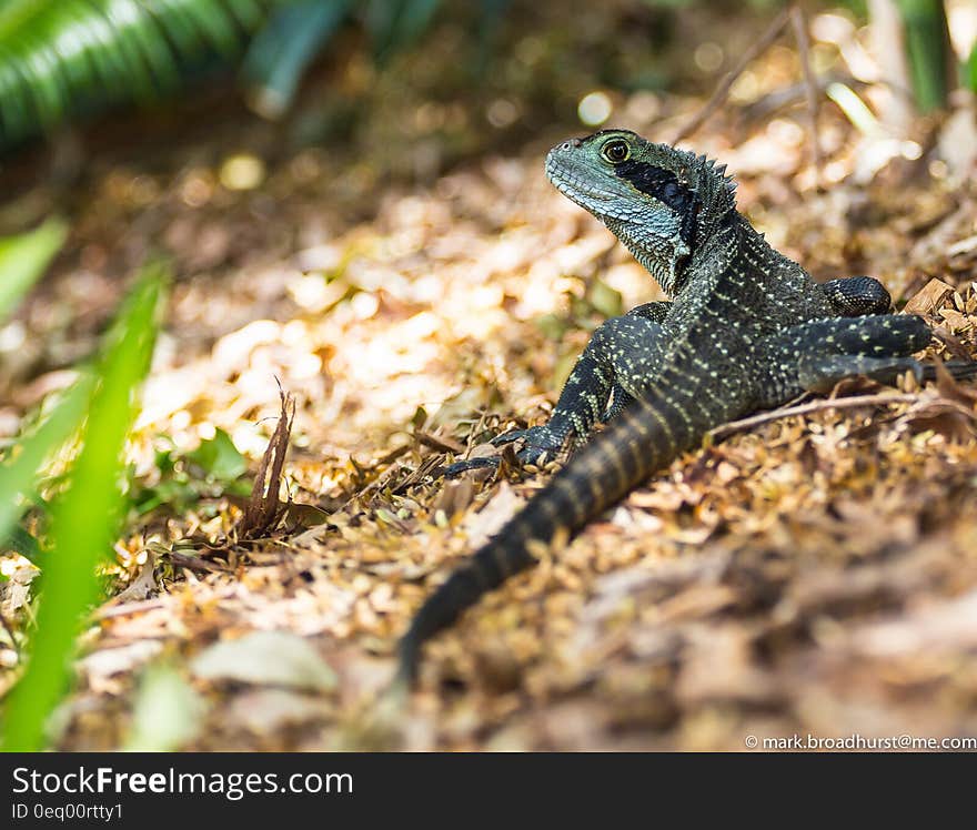 Black and Green Lizard during Daytime