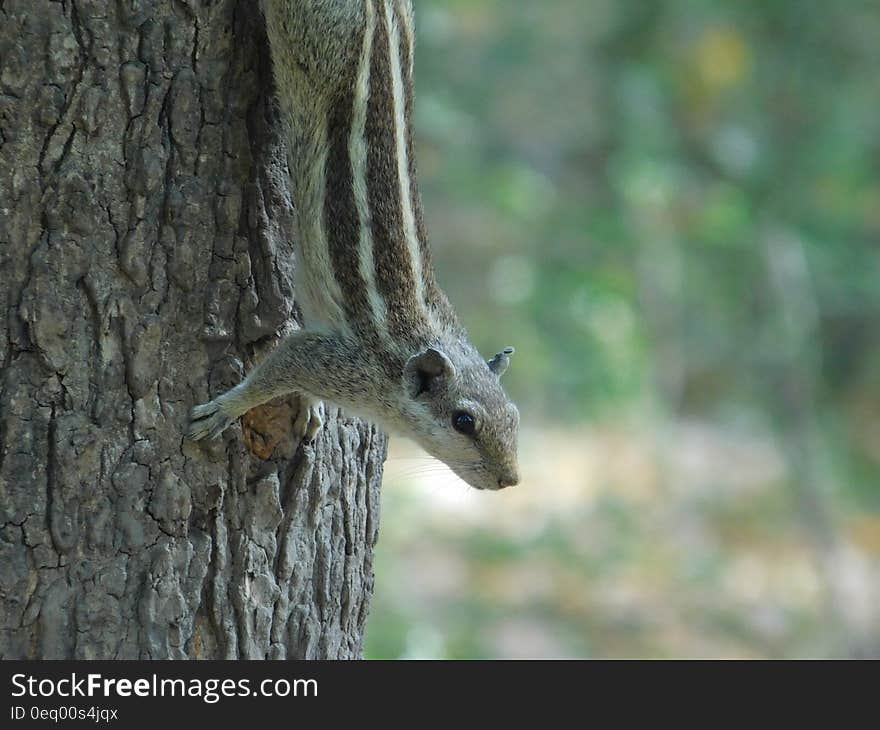 Brown and Gray Squirrel on Brown Tree Trunk