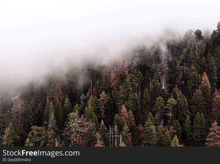 Green Trees With Fog