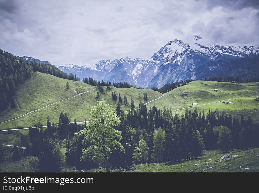 Pine Tree Near Snow Covered Mountain Photo