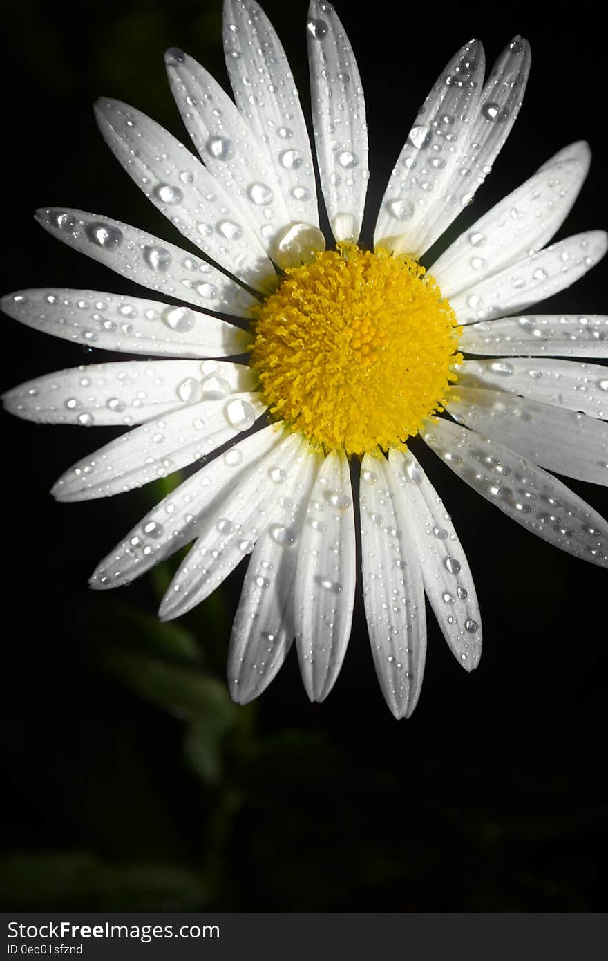 Daisy Flower