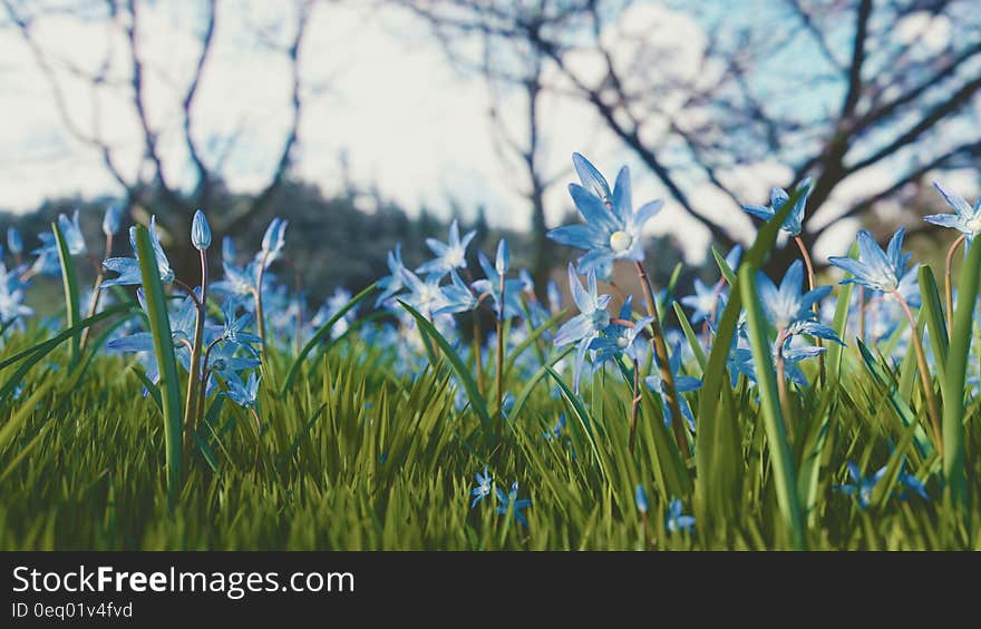 Blue and White Petaled Flower Under White and Blue Sky